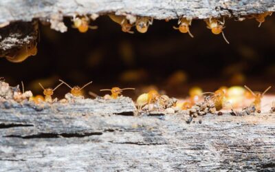 Do termites get worse after treatment?