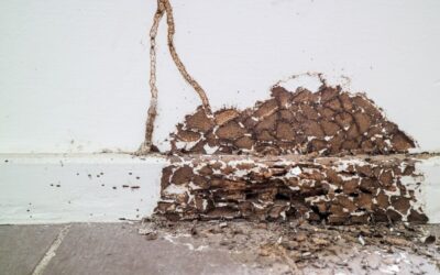 Does home building insurance cover termites?