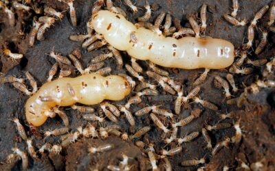 How do you find queen termites in your house?