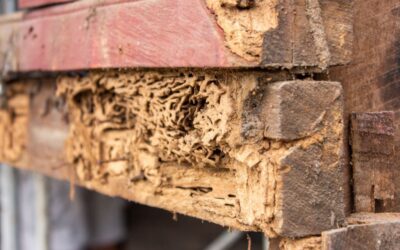 How do you fix termite damage?