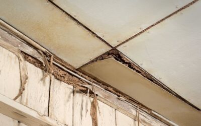 How do you know if you have termites in your ceiling?