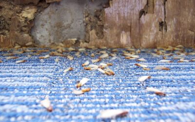 How to tell the difference between termite damage and wood rot?