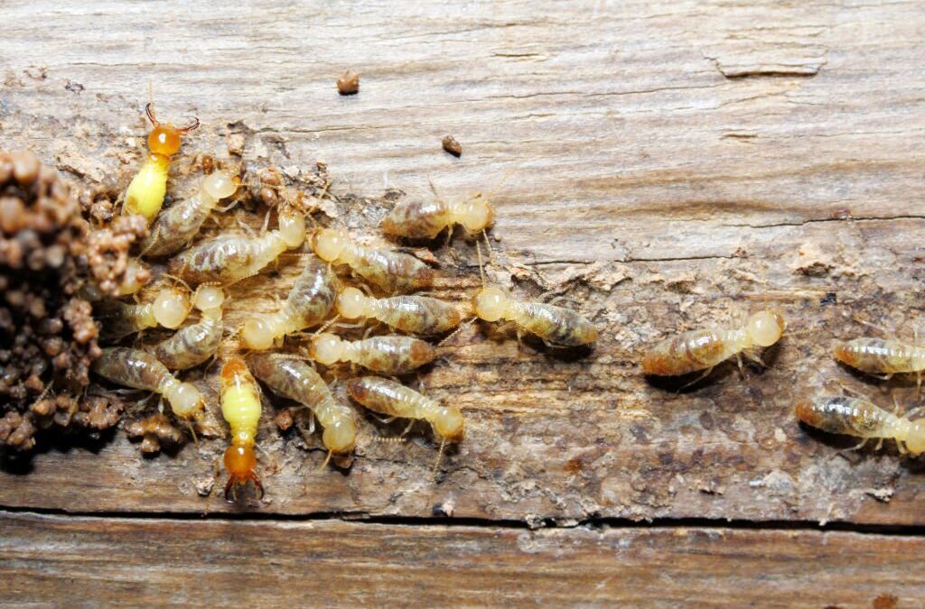 Should I panic about termites?