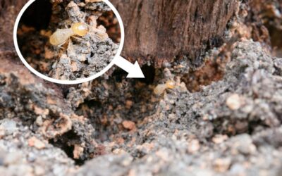 What do termites look like at first?
