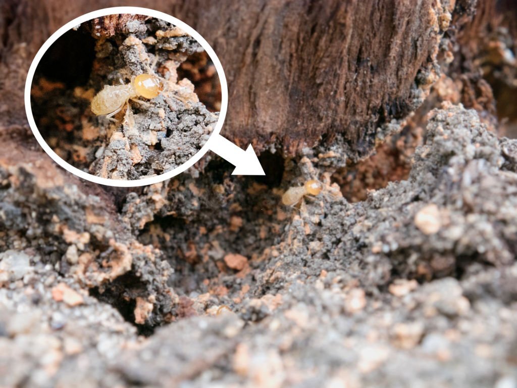 Termite But What do termites look like at first? - Termite Control Melbourne