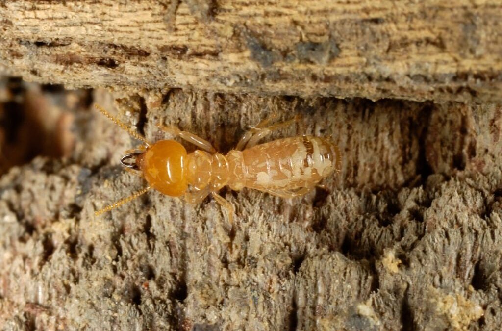 Which areas of Melbourne have termites?