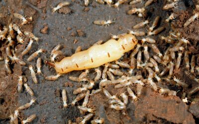 Why do termites lick their queen to death?