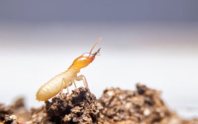 Are termites hard to get rid of?