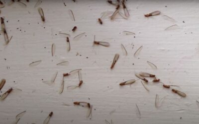 Is My New House Safe From Termites?