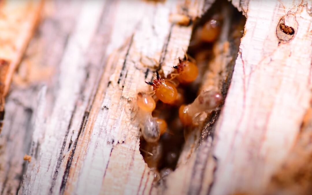 How Long Does It Take for Termites to Go Away After Treatment? A Melbourne Expert’s Analysis