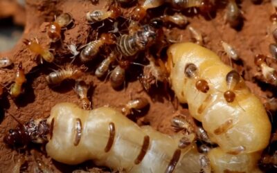 How Large Can a Termite Colony Get?